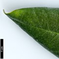 SpeciesSub: subsp. heptamerum var. kyomaruense